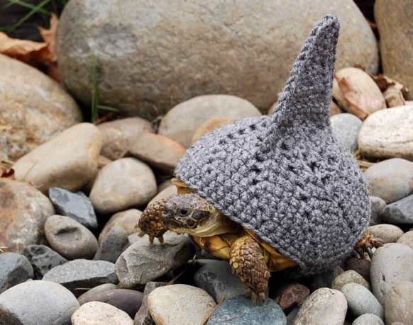 Schildkröte
Cute News
https://imgur.com/gallery/BbmZG