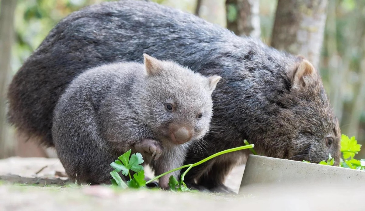 cute news tier wombat

https://www.reddit.com/r/NatureIsFuckingLit/comments/1jea1l4/koala_and_wombat_joeys_hangn_with_ma/