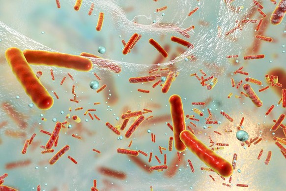 Darstellung von antibiotikaresistenten Bakterien in einem Biofilm