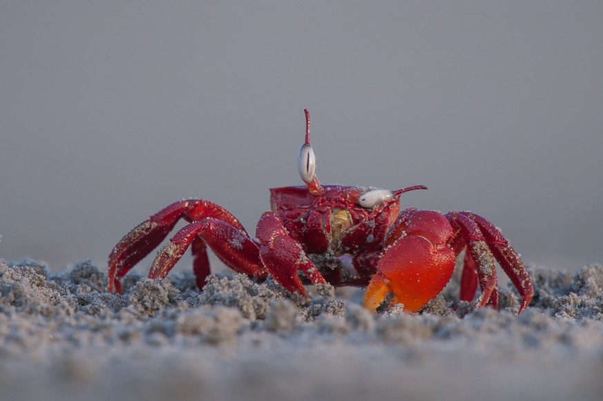 The Comedy Wildlife Photography Awards 2017
Arkaprava Ghosh
Kolkata
India

Title: Let Me Clear My Vision
Caption: A red Ghost crab (Ocypodinae sp.) seen adjusting and cleaning one of its eyes at the F ...