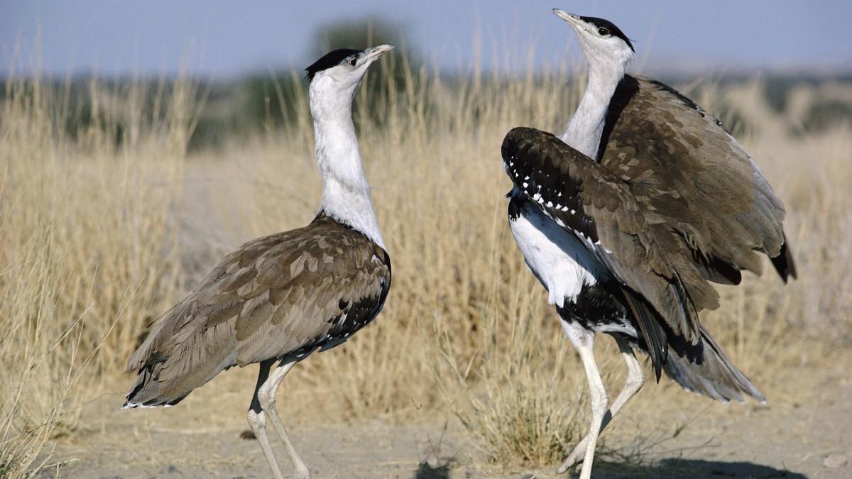 Broken bones and burns: power lines threaten rare birds in India More than 50 dead in forest fires in Chile