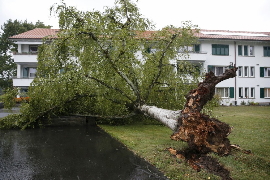 Eine umgestürzte Birke in einem Garten in Bern.