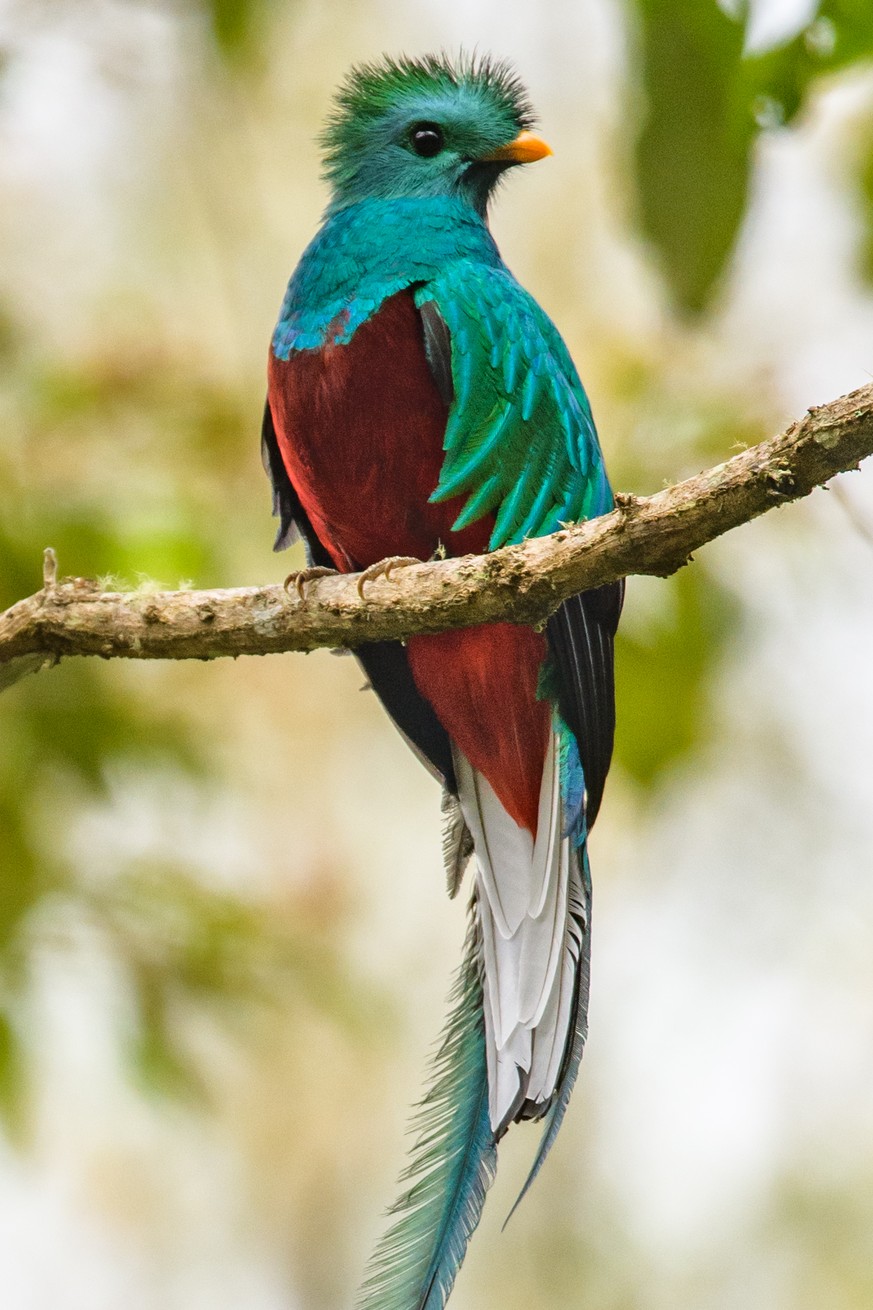 Quetzal