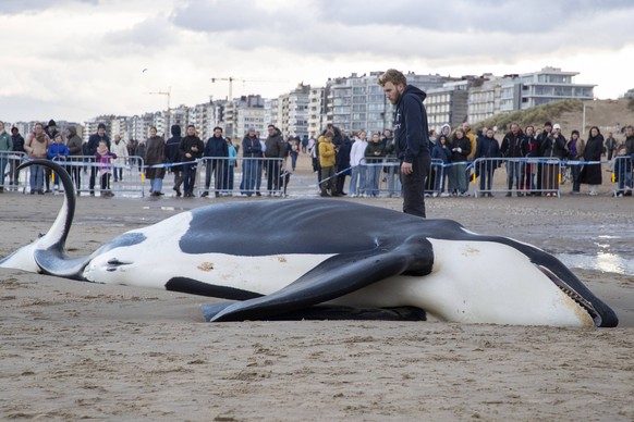 Illustrative photo shows the body of an orca, in De Panne, Sunday, October 29, 2023. The orca was spotted off the coast of Koksijde on Sunday morning around 10 a.m.  Then the orca beached itself.  PU...