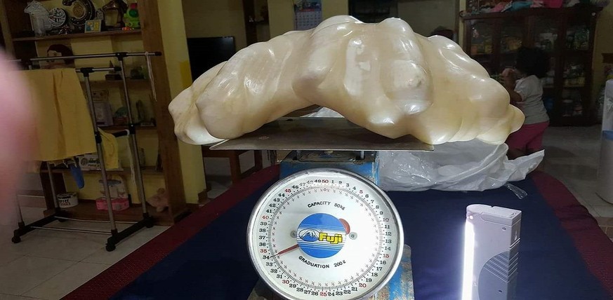 34 Kilo schwer: Ein philippinischer Fischer hat eine 100-Millionen-Dollar-Perle gefunden