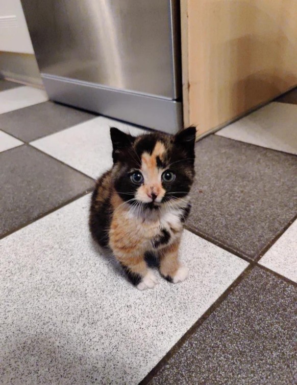 cute news animal tier katze cat

https://imgur.com/t/animals/jf7hz7h