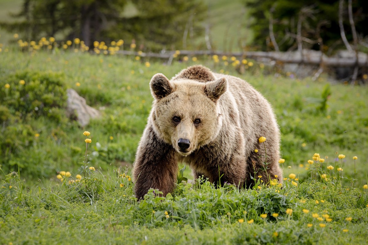 Arosa, Switzerland | 2024 06 26 | Bear Amelia in the outdoor enclosure at BEAR SANCTUARY Arosa, Switzerland.