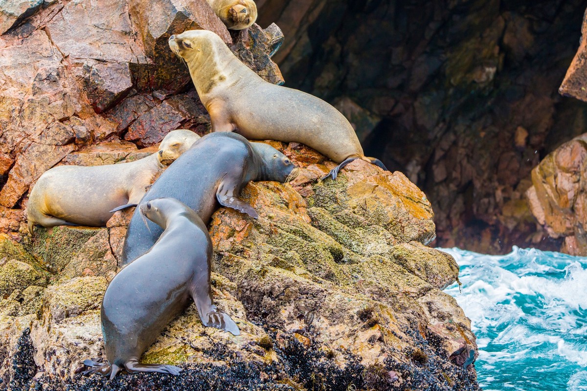 South American Sea lions relaxing on rocks of Ballestas Islands in Paracas National park,Peru. Flora and fauna