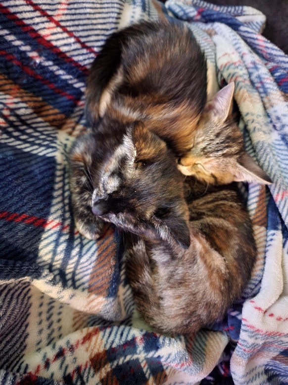 cute news animal tier katze cat

https://imgur.com/gallery/OXCA0HR
