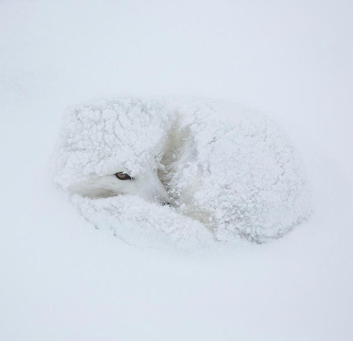 Diese süssesten und lustigsten Tier-Bilder sind alles, was du heute gesehen haben musst
Fuchs. Einfach so.