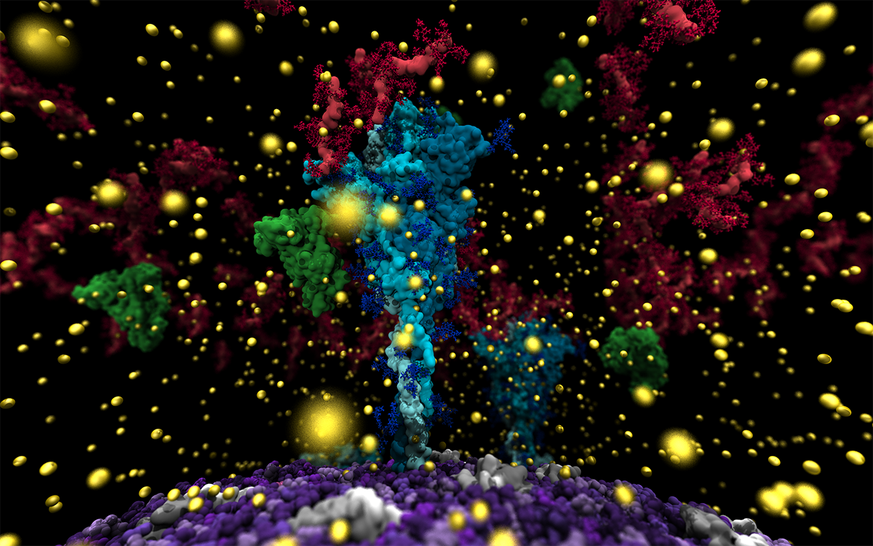 Visualisierung des Spike-Proteins (blau). Die gelben Kugeln sind Kalzium-Ionen, die roten Gebilde Muzin-Moleküle. Surfactant-Moleküle sind grün. Die Virus-Membran ist violett eingefärbt. 