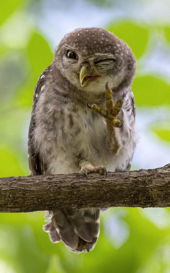 Cute News: Die herzigsten Tierbilder aus dem Internet.