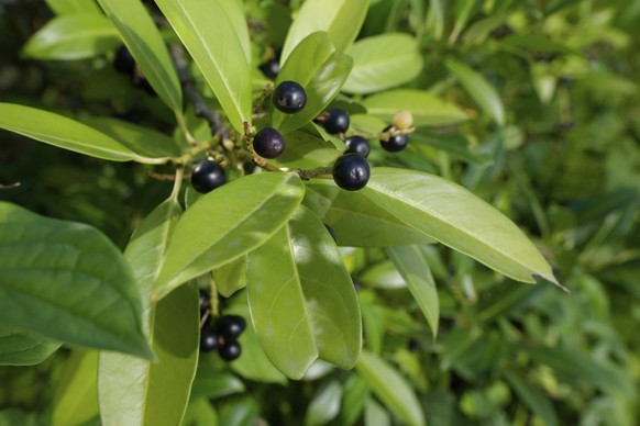 Le laurier cerise (Prunus laurocerasus, en latin) est, avec les photinies, l&amp;#039;essence végétale la plus couramment utilisée pour la confection de haies.