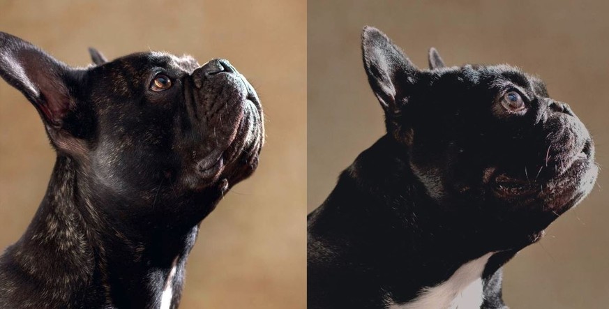 Französische Bulldogge: Rechts überzüchtet, links gesund.