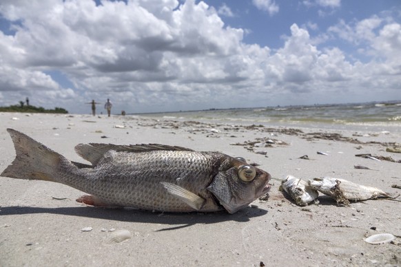 epa06926020 Several fish are seen washed ashore after dying in a red tide in Captiva, Florida, USA, on 03 August 2018. The current red tide has stayed along the coast for around 10 months, killing mas ...