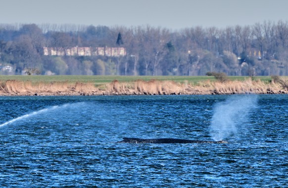 A stranded whale blows water as it got stuck on a sand bank in Kirchdorf on the island Poel, Germany, Thursday, April 9, 2026. (AP Photo/Michael Probst)
Germany Whale
