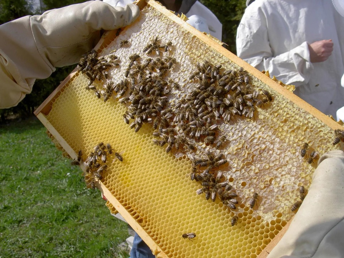 Die Bienenwaben blieben 2021– wie im unteren Teil des Bildes – an vielen Orten leer.