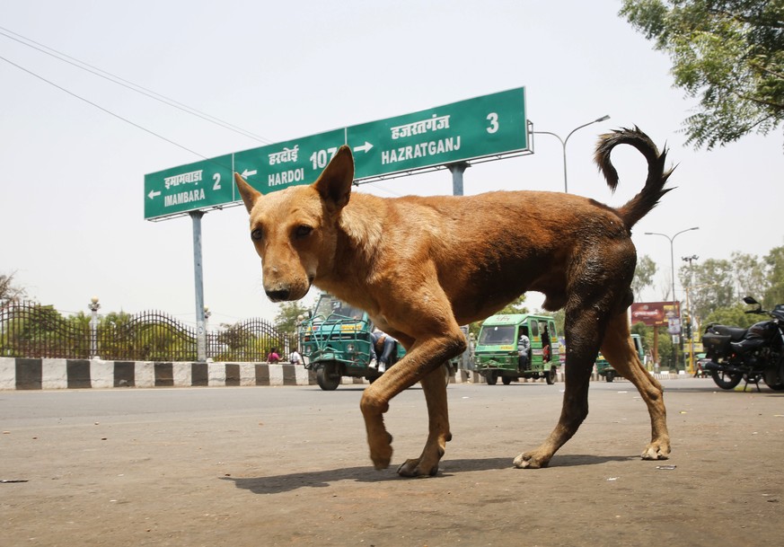 A stray dog walks on a road in Lucknow, in northern Indian state of Uttar Pradesh, Monday, May 7, 2018. Police say roaming packs of feral dogs have killed six children in the last week in north India, ...