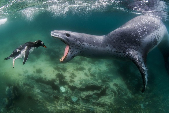 World Nature Photography Awards 2021: Behaviour - Mammals, 1. Platz, Amos Nachoum, USA. leopard seal chasing a gentoo penguin, Antarctica.