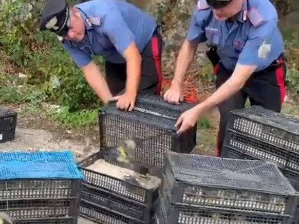 Illegale Vögel Italien