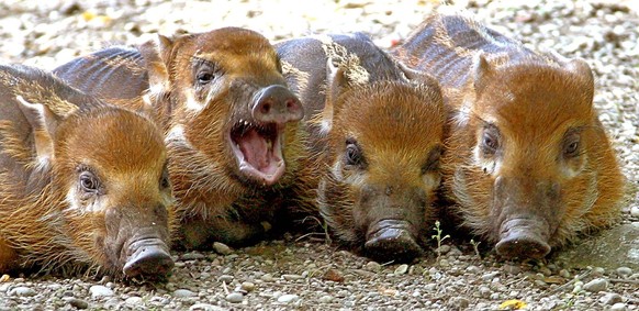 cute news tier flussschwein