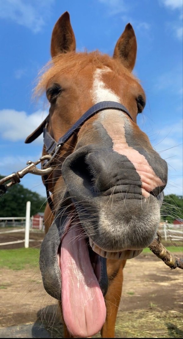 cute news tier pferd

https://ch.pinterest.com/pin/34199278419126134/