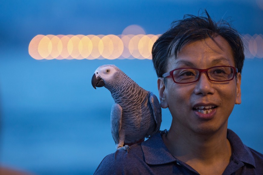 epa05322903 A man carries his pet African grey parrot on a pier after sunset in Hong Kong, China, 22 May 2016. EPA/JEROME FAVRE