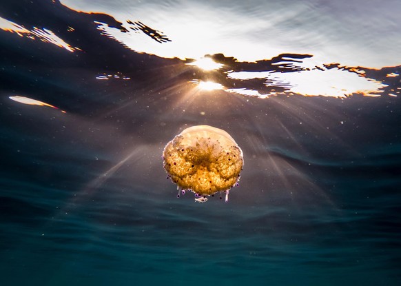 A single jellyfish getting reflected by the shallow water.
spieleiqualle