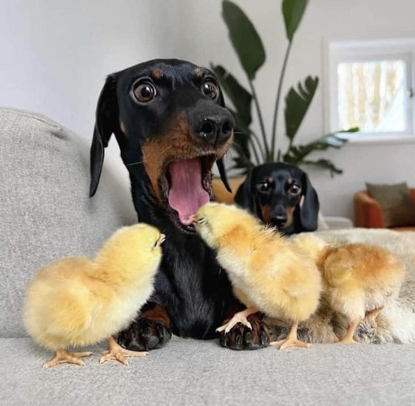 Failed Tuesday: Chick bites dachshund's tongue
