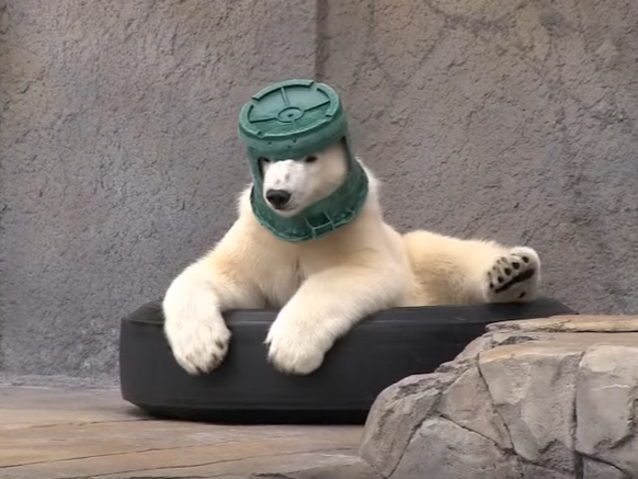 Eisbär mit Helm.

https://www.youtube.com/watch?v=Zqn0QXMg4iQ