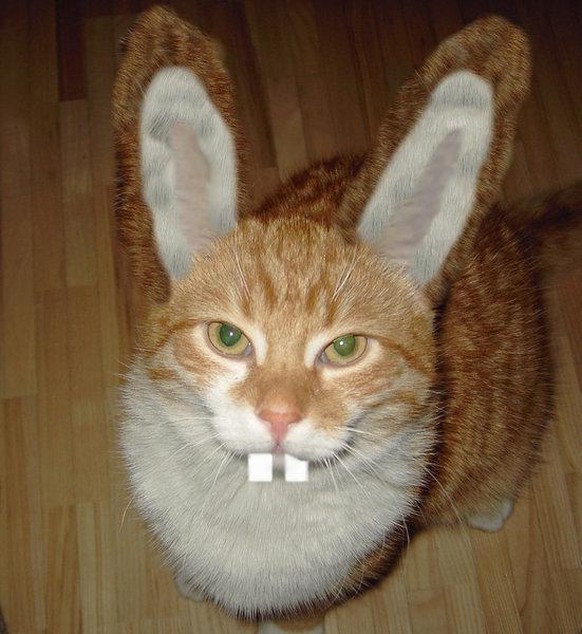 Lustige Tierbilder IX: 41 Katzenbilder, um die Welt wieder ins Gleichgewicht zu bringen\nWer hat hier was falsch verstanden?
Es heisst doch Osterhase, nicht Osterkatze?