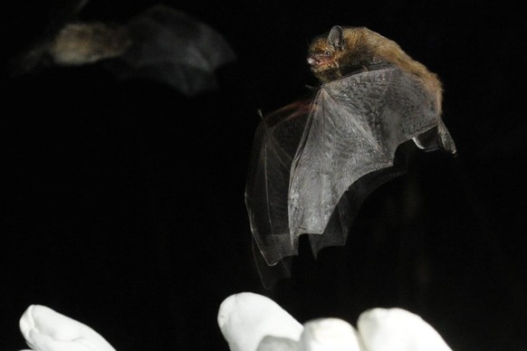 Fledermaus Winterpfleglinge werden in die Freiheit entlassen, am Sonntag, 11. Maerz 2012, beim Zoo Zuerich. Dank der fuer kommende Woche angekuendigten nachhaltig milden Witterung konnten heute beim E ...