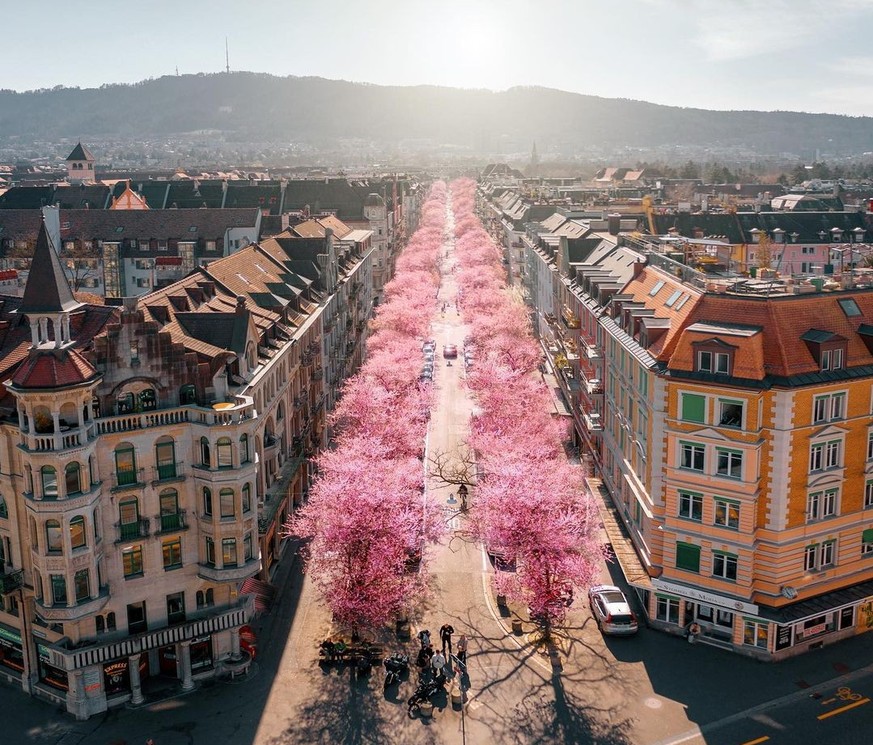 Bertastrasse Zürich, Kirschblüte 2021