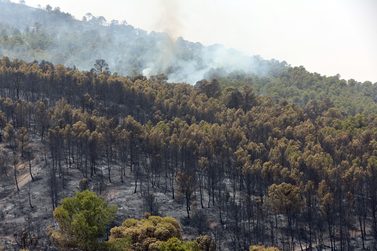 epa13130337 Charred trees in the aftermath of a forest fire of Bordj Okhriss, located approximately 150 km southeast of Algiers, Algeria, 24 July 2026. Northern Algeria experienced an unprecedented wa ...