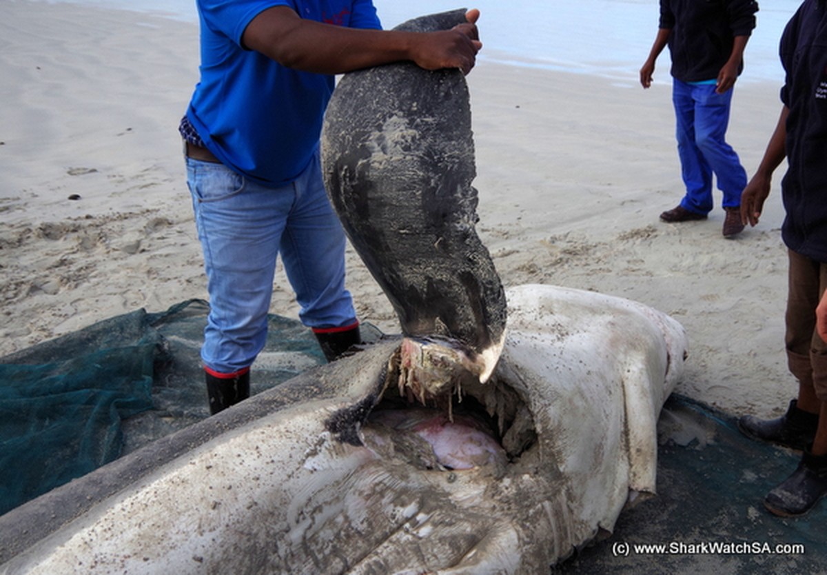 Toter Weisser Hai, Gansbaai, Südafrika
http://www.sharkwatchsa.com/en/blog/category/503/post/2910/deceased_great_white_sharks_necropsies_reveal_the_causes/