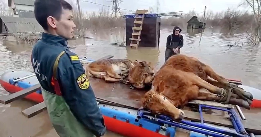 In this grab taken from a video released by the Russian Emergency Ministry Press Service on Wednesday, April 10, 2024, a rescuer helps to transfer two cows from the flooded area in the Orenburg region ...