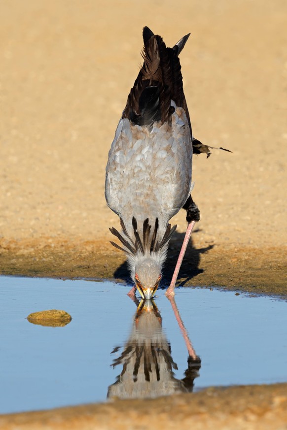 Creative Highlights World Sekretärin Vogel trinkt Wasser - Kalahari-Wüste A secretary bird Sagittarius serpentarius drinking water, Kalahari desert, South Africa LicenseRF Copyright: xZoonar.com/Nicox ...