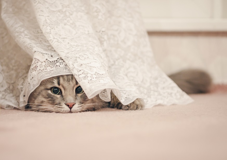 7 Tipps, wie du einer scheuen Katze die Angst nehmen kannst