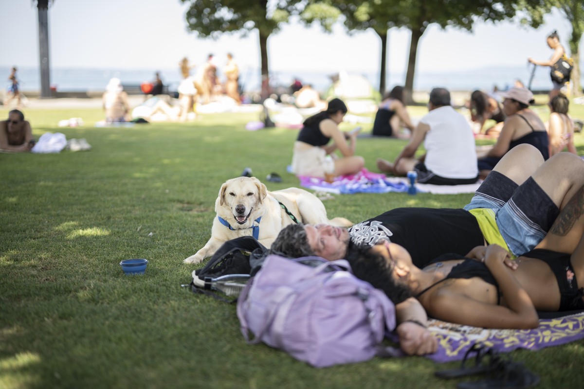 Hund Rusky liegt im Schatten am Bodensee bei warmen Temperaturen, am Mittwoch, 25. Juni 2025, in Rorschach. (KEYSTONE/Gian Ehrenzeller)