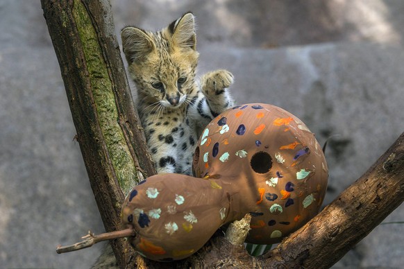 In this July 17, 2015 photo provided by the San Diego Zoo, a male, 2-month-old African serval kitten plays with one of his new enrichment items at the San Diego Zoo in San Diego. A video posted to the ...