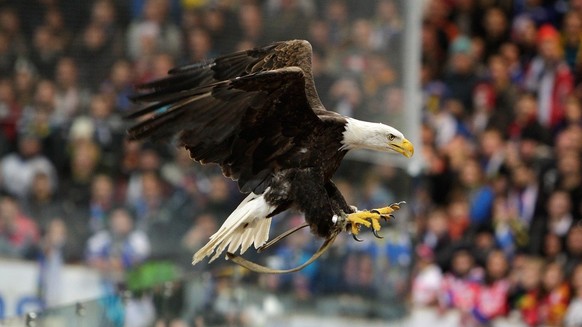 The sea eagle &#039;Sherkan&#039;, Geneva-Servette&#039;s mascot, flies in the arena prior to the game between St. Petersburg and Geneve-Servette at the 84rd Spengler Cup ice hockey tournament, in Dav ...