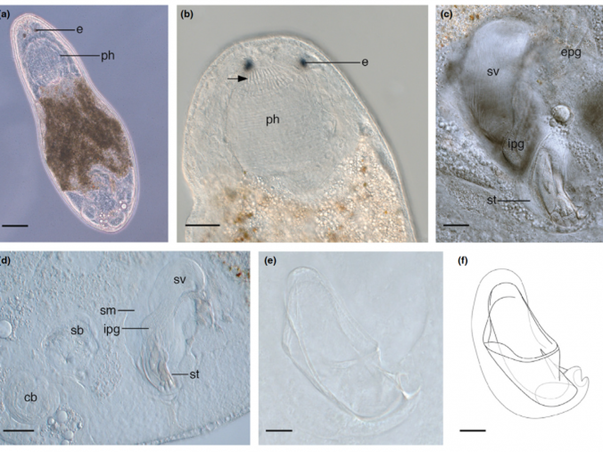 Baicalellia daftpunka is a species of rhabdocoel flatworm. Its type locality is Clover Point, in Victoria, British Columbia, Canada. The specific name comes from the electronic music duo Daft Punk, kn ...