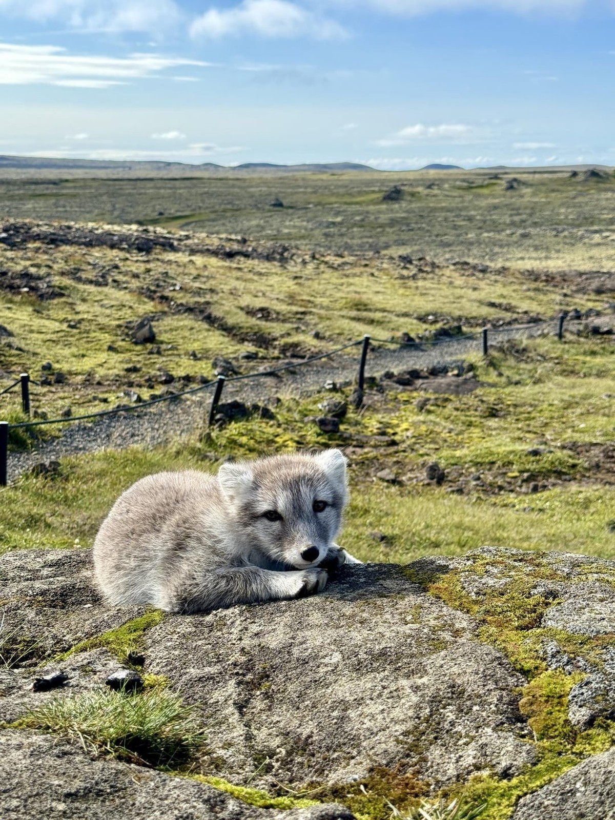 cute news tier arctic fox polarfuchs

https://www.reddit.com/r/rarepuppers/comments/1f1jt3j/this_arctic_fox_pupper_is_a_rare_boi/