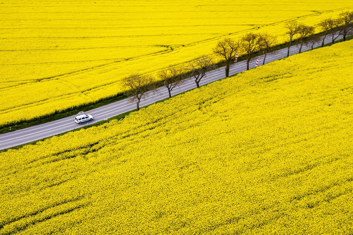 Un vehicule circule a cote d'un camp de colza le mardi 22 avril 2025 a Essert-Pittet dans le canton de Vaud. (KEYSTONE/Jean-Christophe Bott)