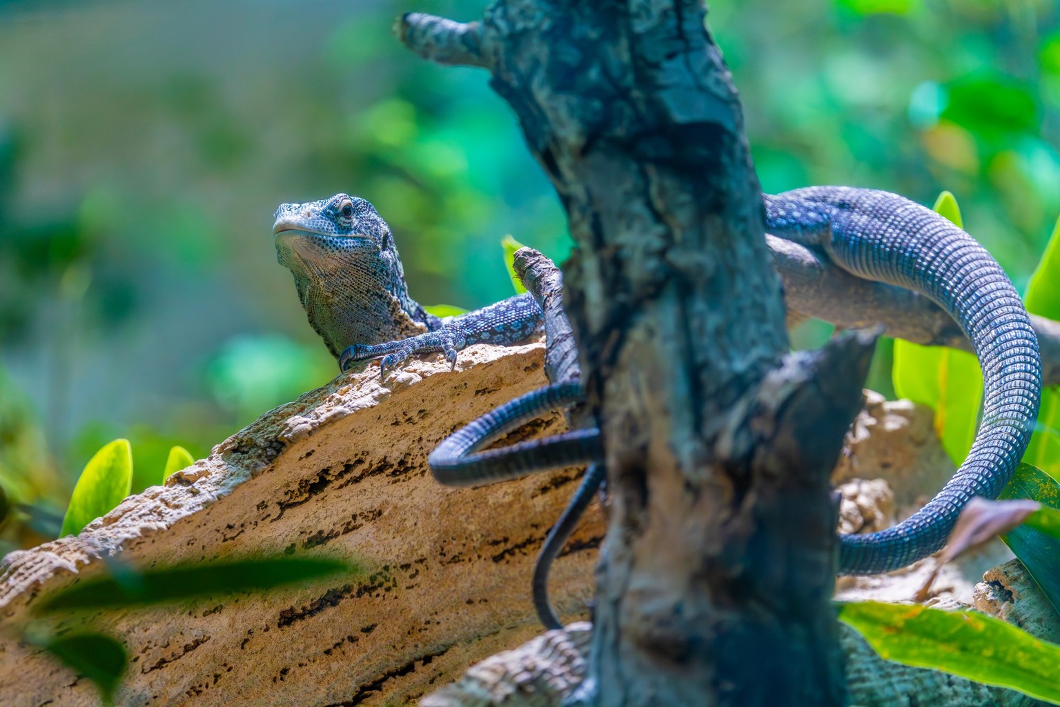 Blauer Baumwaran Varanus macraei im Zoo Zürich