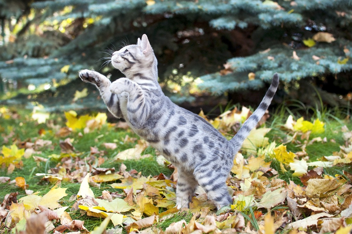 Schöne Katzen im Herbst mit viel Laub