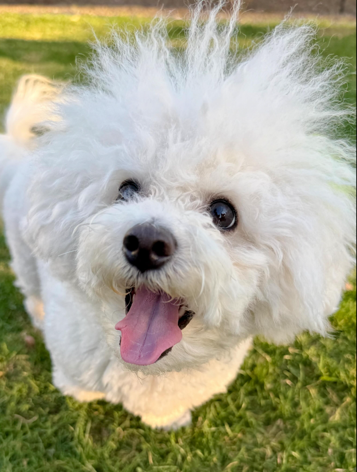 Weisser Hund

https://www.threads.com/@expealidocious/post/Dbv_ijkj_3W/media?xmt=AQG02MOXra8yictDf-BwBRiSyk6FdhOrUkDJYs4IqswZ7sLmS4kqzt2aaSUL4kwpx5pmJJSK