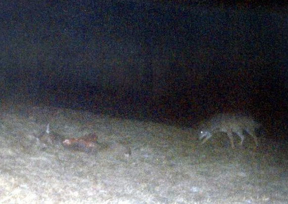 Er war der erste: 2005 tappte in der Leventina erstmals ein Tessiner Wolf in eine Fotofalle.