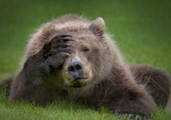 Immer schön lächeln, das Weekend steht an – aber vorher gibt&#039;s noch lustige Tierbilder
Der Bär ist nicht erfreut!