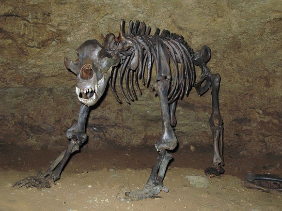 Höhlenbärskelett in der Teufelshöhle bei Pottenstein